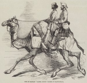 Um dos Corpos de Camelos de Barras, criado em Rajpootana